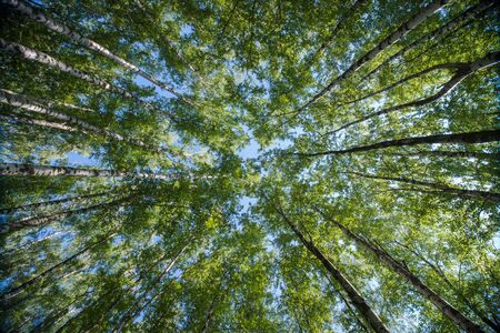 Looking up in Forest - Green Tree branches nature abstract