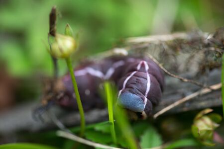 close-up of a caterpillar that will turn into a butterfly in the near future. Selective focus macro shot with shallow Depth of Fieldの写真素材