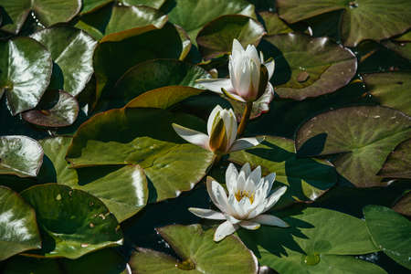 White water lily surrounded by beautiful broad leaves illuminated by the bright spring sunの写真素材