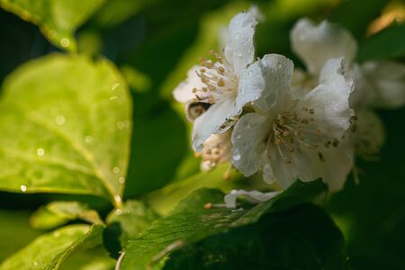 bright white jasmine flowers covered with morning dew on a background of green leaves. Selective...