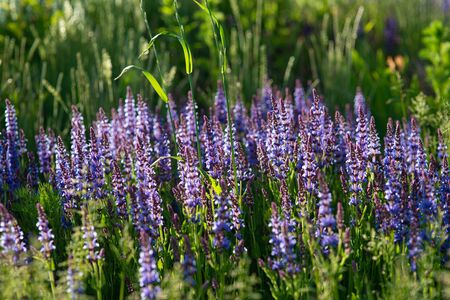 blue lavender bushes illuminated by the evening summer sun in Zaryadye Park in Moscow. Selective focus macro shot with shallow DOFの写真素材