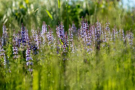 blue lavender bushes illuminated by the evening summer sun in Zaryadye Park in Moscow. Selective focus macro shot with shallow DOFの写真素材