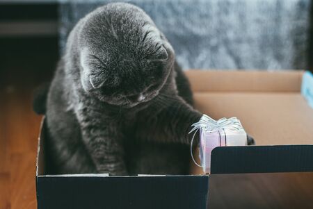 Scottish fold gray cat with orange eyes sits in the shoe box alone and bored. Stay at home...