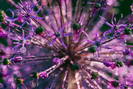 A closeup of a purple garlic flower in drops of morning dew, illuminated by bright sunlight. Selective focus macro shot with shallow depth of field blurred backgroundの写真素材