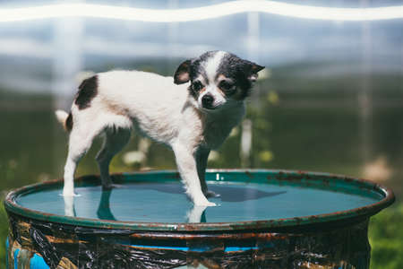 A small and funny Chihuahua dog standing on the lid of a barrel filled with water against a blurred summer garden. Stay at home coronavirus covid-19 quarantine conceptの写真素材