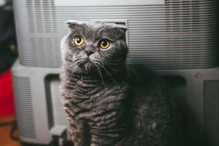 Scottish fold gray cat with orange eyes sits over plastic boxes. Stay at home coronavirus covid-19 quarantine conceptの写真素材