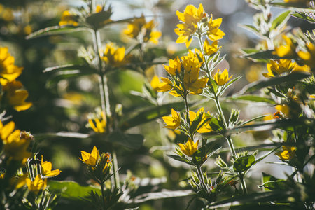 Bright yellow flower loosestrife spot illuminated by the bright rays of the evening sun. Selective focus macro shot with shallow DOFの写真素材