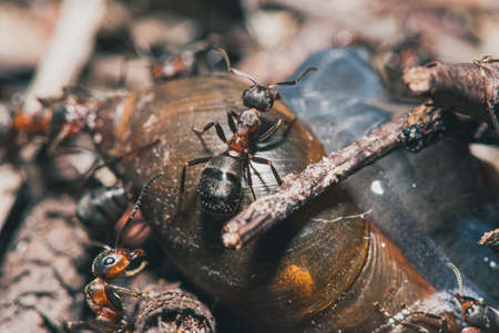 forest ants team eat wood snails. A perfect example of teamwork. Selective focus macro shot with shallow DOFの写真素材