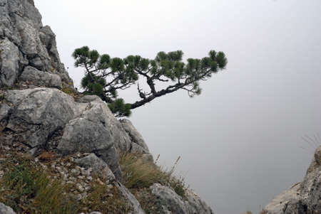 Pine (Pinus nigra ssp. pallasiana) on limestone rock in Crimean mountainsの写真素材