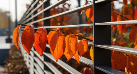 A close-up view of rows of bright orange bell peppers ready for sale at a market, showcasing their fresh texture and color.の素材