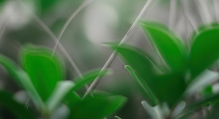 Close-up view of lush green leaves and slender stems, creating a natural, serene composition.の素材