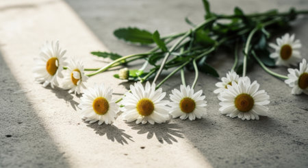 A cluster of small white daisies with bright yellow centers casts soft shadows on a textured surface.の素材