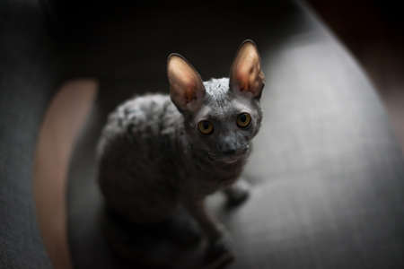 Cornish Rex is a breed of domestic cat. The Cornish Rex has no hair except for down. Most breeds of cat have three different types of hair in their coats: the outer fur or "guard hairs", a middle layeの写真素材