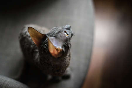 Cornish Rex is a breed of domestic cat. The Cornish Rex has no hair except for down. Most breeds of cat have three different types of hair in their coats: the outer fur or "guard hairs", a middle layeの写真素材