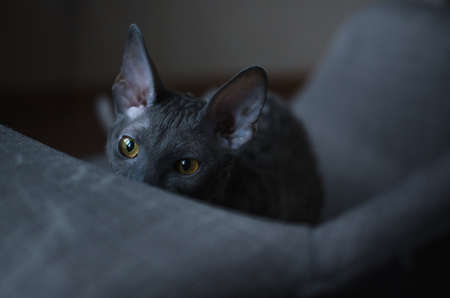 Cornish Rex is a breed of domestic cat. The Cornish Rex has no hair except for down. Most breeds of cat have three different types of hair in their coats: the outer fur or "guard hairs", a middle layeの写真素材