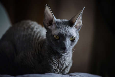 Cornish Rex is a breed of domestic cat. The Cornish Rex has no hair except for down. Most breeds of cat have three different types of hair in their coats: the outer fur or "guard hairs", a middle layeの写真素材