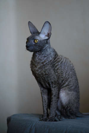 Cornish Rex is a breed of domestic cat. The Cornish Rex has no hair except for down. Most breeds of cat have three different types of hair in their coats: the outer fur or "guard hairs", a middle layeの写真素材