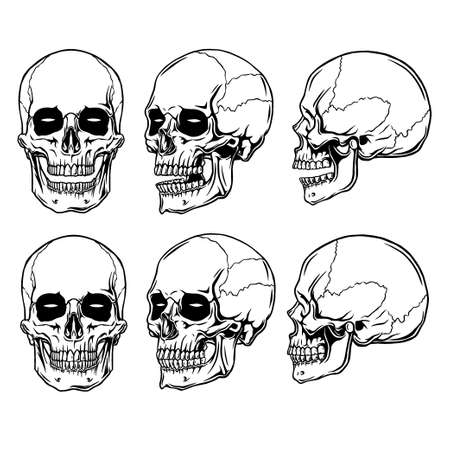 clip art anatomy skull in white begroundのイラスト素材