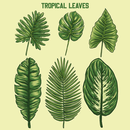 some vector tropical leaft designsのイラスト素材
