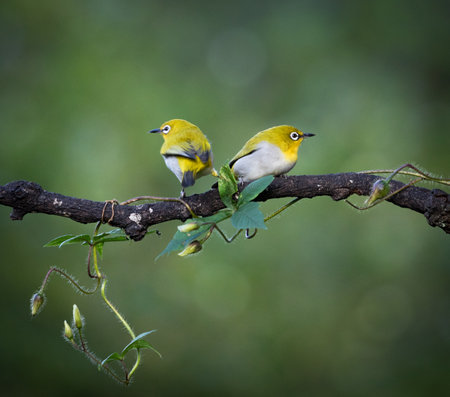 Two white-eye birds perching on a branch in nature.の写真素材