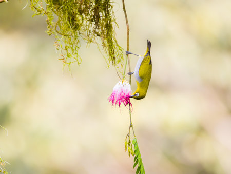 Oriental white eye feeding on flower in the jungleの写真素材