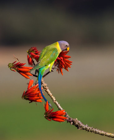 A portrait of a Plum Headed Parakeet on a beautiful perch caught in southern Indiaの写真素材
