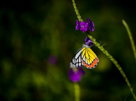 A beautiful Butterfly names common jeezbel in one of the butterfly park in Indiaの写真素材
