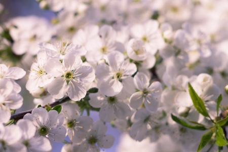 Flowers in blooming. Blossoming of cherry-tree. 