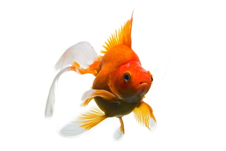 Goldfish in Aquarium isolated on white backgroundの写真素材