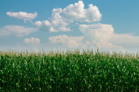 Field of corn with blue skyの写真素材
