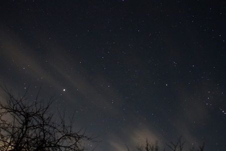 Evening stars on sky with tree silhouette