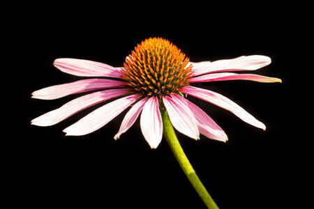  Echinacea purpurea or coneflower isolated on black backgroundの写真素材