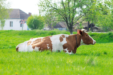 Cow grazing at the meadow in countrysideの写真素材