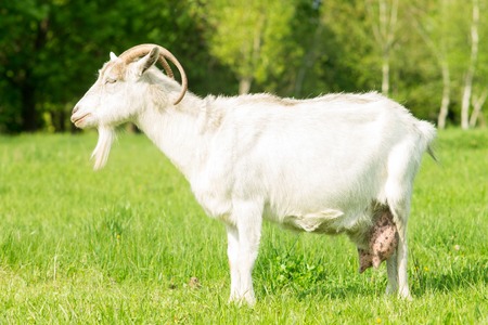 White goat grazed grass at the meadowの写真素材