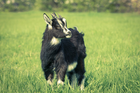 Cute black goat kid grazing at the meadow. Symbol of 2015 year.Toned imageの写真素材
