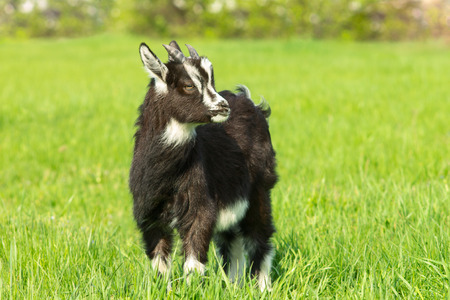 Cute black goat kid grazing at the meadow. Symbol of 2015 year.の写真素材