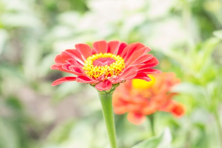 Zinnia flower isolated over blurred background. Selective focusの写真素材