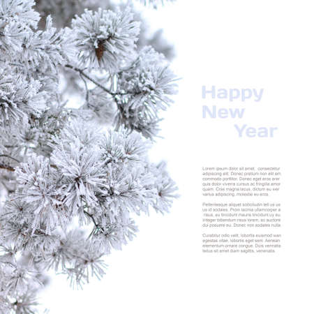 Winter holiday background. Close up image of frosty branches of pine with copy space isolated on white background.の写真素材