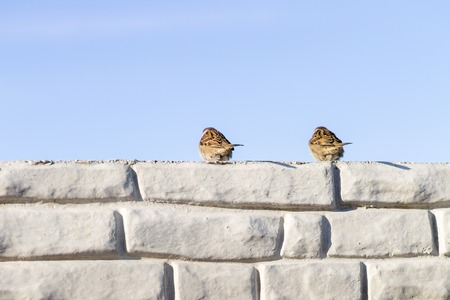 Two sparrows sitting on the wall at winter morningの写真素材