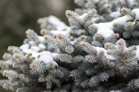 Blue spruce covered with snow. Crop image of snowy fir-tree