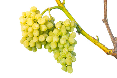 Big cluster of white grapes on vine isolated on white background. Growing fruits backgroundの写真素材