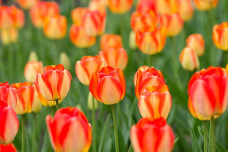 Group of red tulips in the garden. Close up imageの写真素材