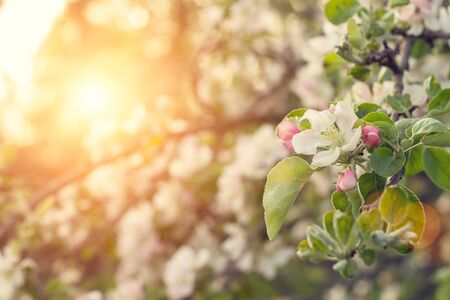 Beauty spring nature background. Blooming apple tree in sunset beamsの写真素材