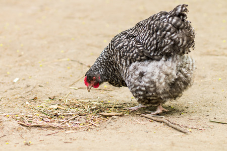 Hen at the farm yard. Chicken eats grains on the groundの写真素材