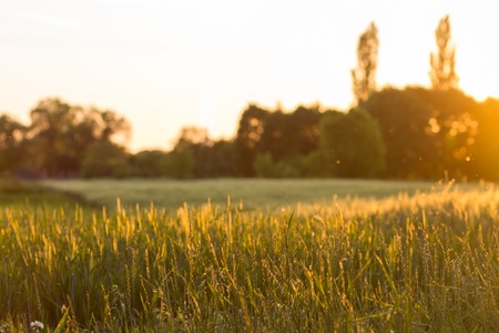 Country side nature evening landscape background. Field of wheat against woods and sky in sunset...