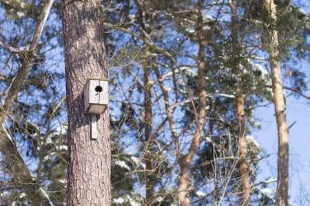 Nesting box on trunk of the tree in winter park. Nature bird life background with copy space