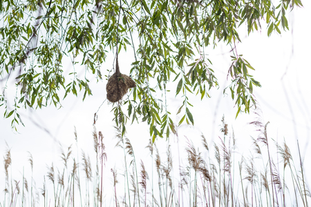 Penduline tit nest dangles over water. Remiz pendulinus.の写真素材