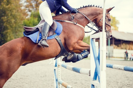 Equestrian sport background. Young sportswoman taking her course on Show jumping competition. Warm color toned imageの写真素材