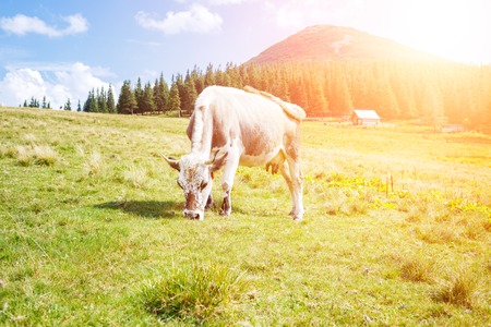 Grey cow grazing on mountain green meadow