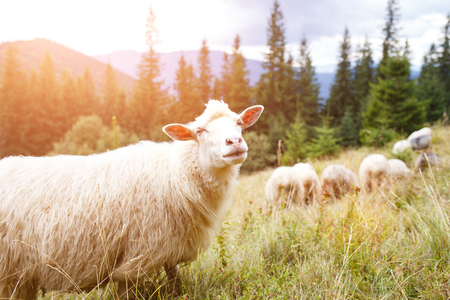 Grazing sheep flock on the pasture in mountainsの写真素材